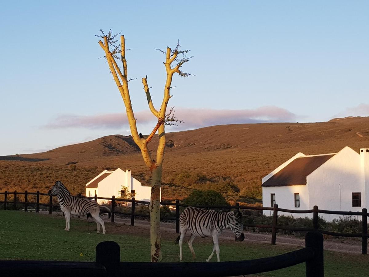 African Game Lodge Монтегю Екстер'єр фото