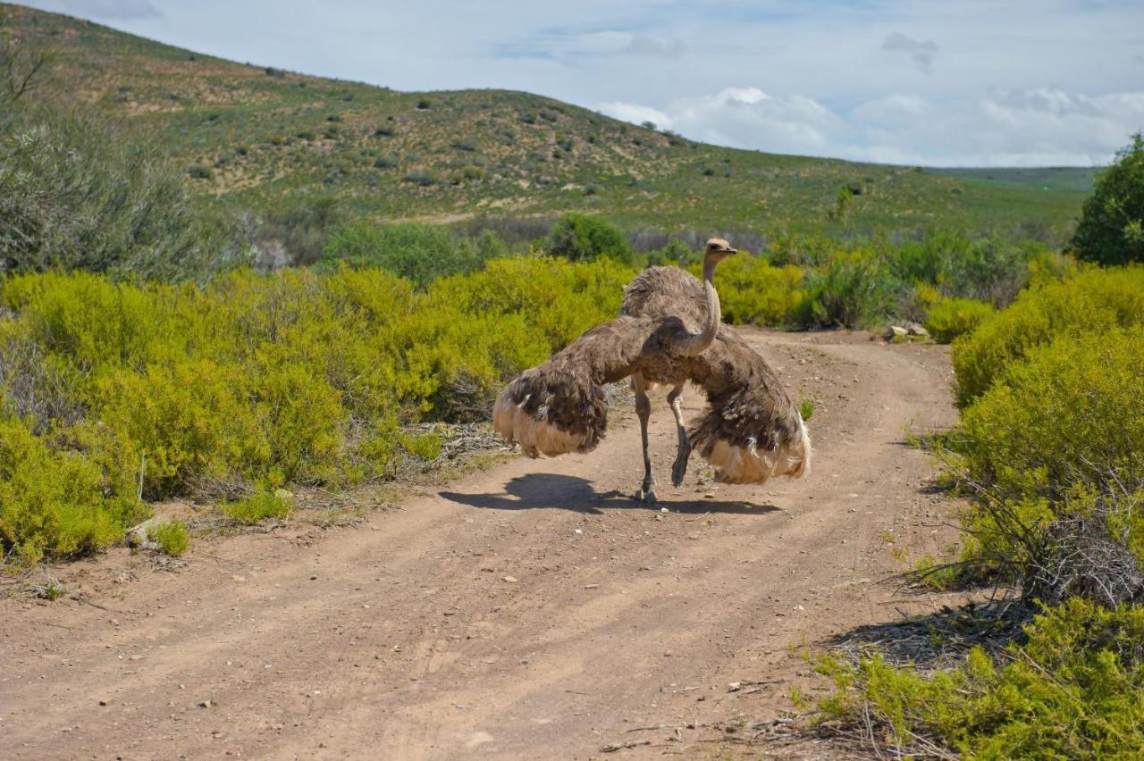 African Game Lodge Монтегю Екстер'єр фото